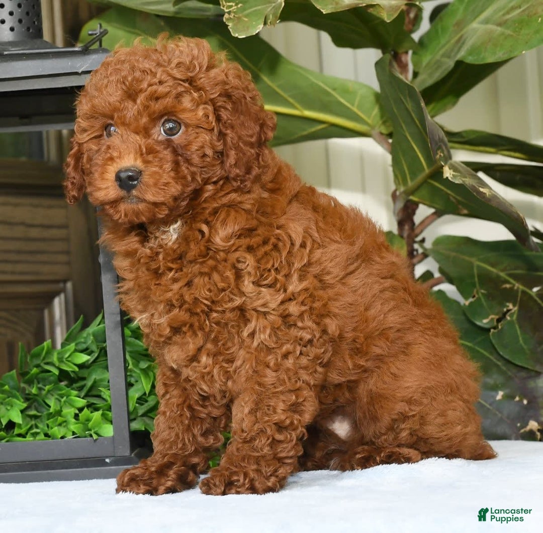 Miniature Poodle dogs for sale: Scotty - Image 10