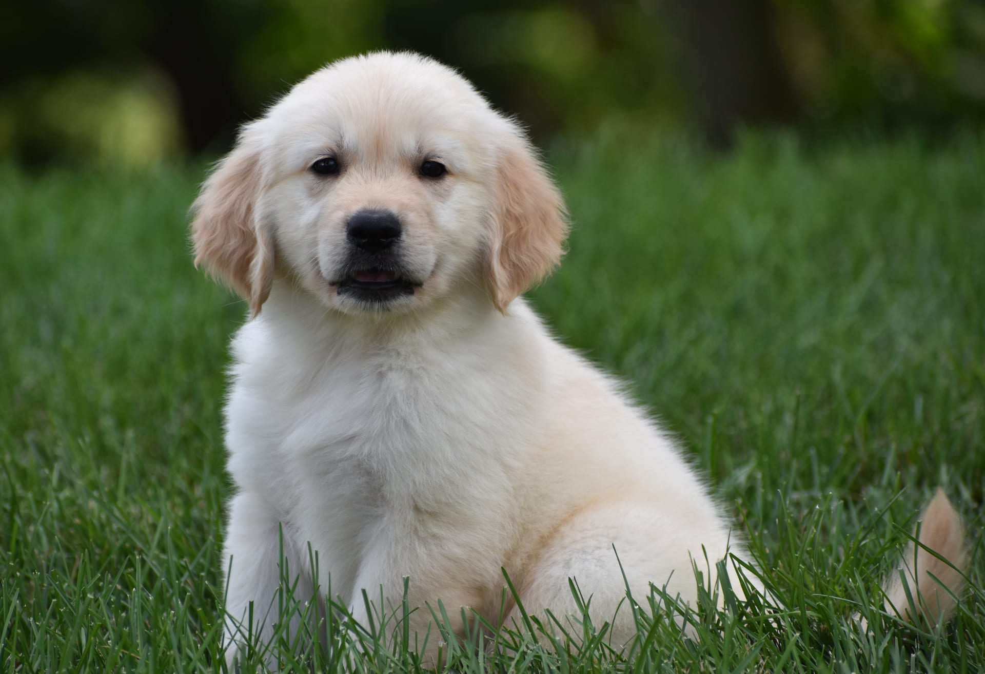 Golden Retriever dogs for sale: Tank - Image 4