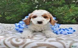 Mini Goldendoodle dogs for sale: Dallas - Image 12