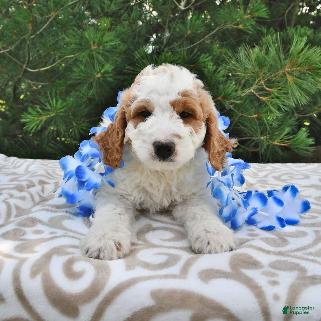 Mini Goldendoodle dogs for sale: Dallas - Image 12