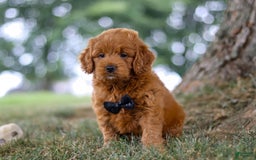 Mini Goldendoodle dogs for sale: Blaze - Image 3