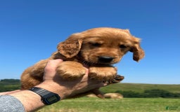 Golden Retriever dogs for sale: Rascal - Image 12