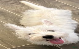 West Highland Terrier dogs for sale: Nikki - Image 2