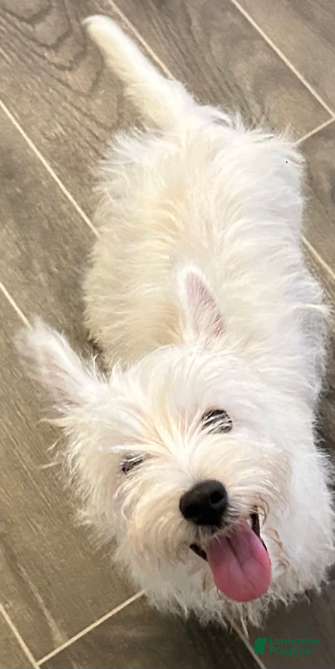 West Highland Terrier dogs for sale: Nikki - Image 2