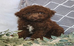 Cockapoo dogs for sale: Willy - Image 1