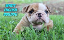 English Bulldog dogs for sale: Wyatt - Image 19