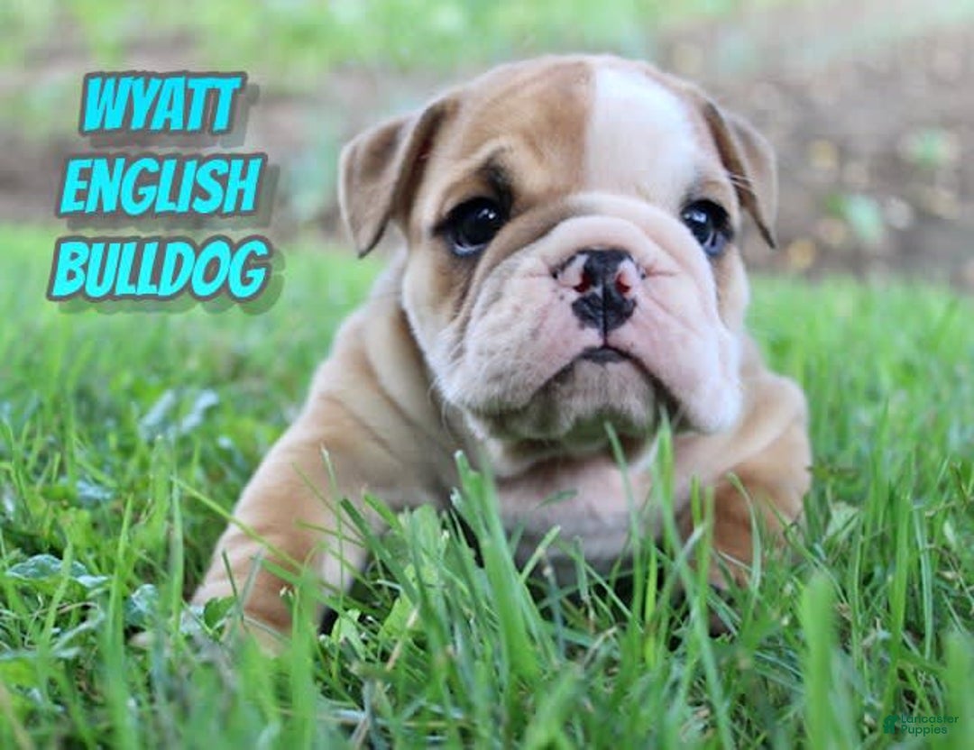 English Bulldog dogs for sale: Wyatt - Image 19