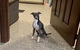 Italian Greyhound dogs for sale: Heather - Image 9