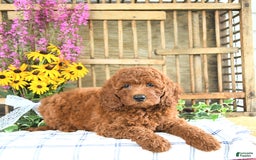 Mini Goldendoodle dogs for sale: Kobey - Image 5