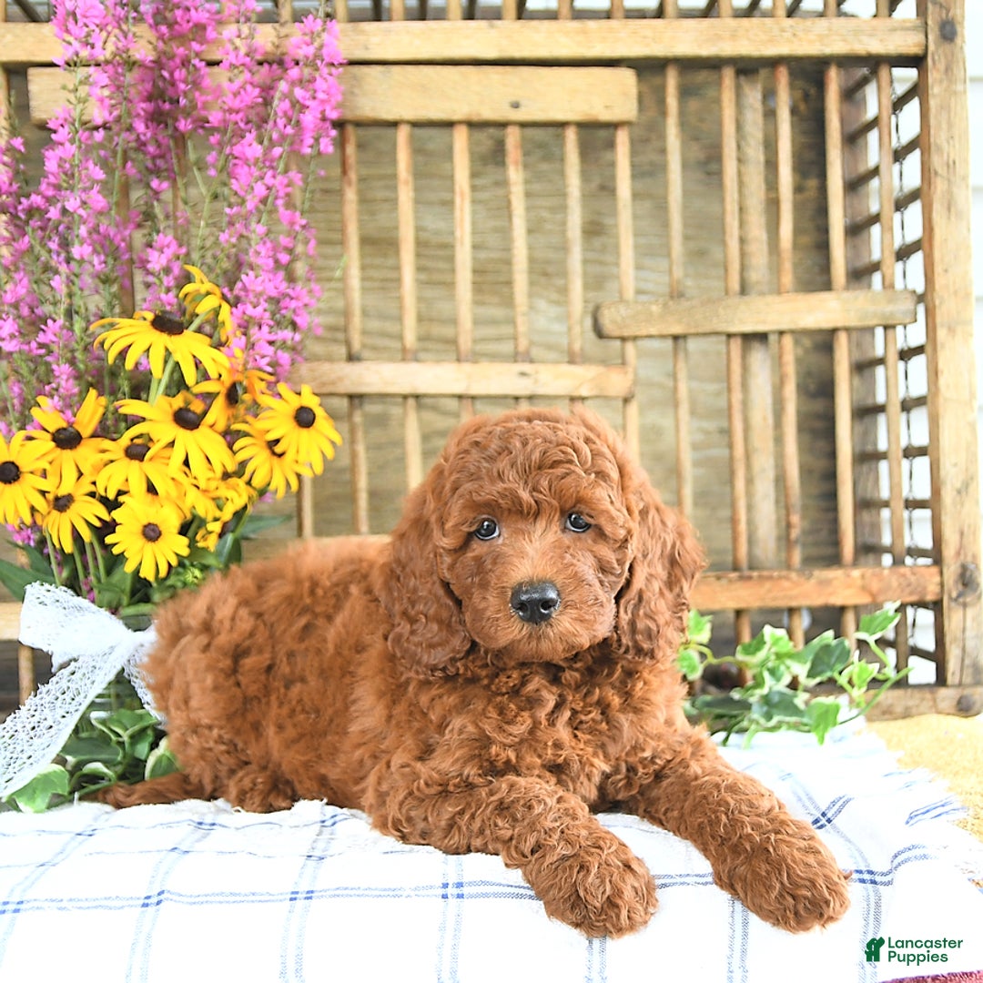 Mini Goldendoodle dogs for sale: Kobey - Image 5