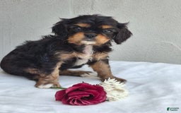 Cavalier King Charles Spaniel dogs for sale: Sweetie - Image 5