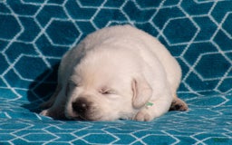 Labrador Retriever dogs for sale: Miles - Image 4