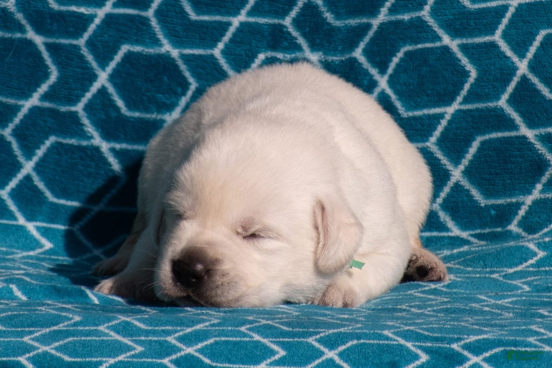 Labrador Retriever dogs for sale: Miles - Image 4