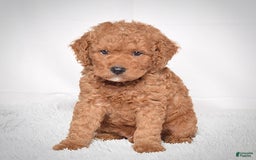 Mini Goldendoodle dogs for sale: Petite Scotty - Image 2