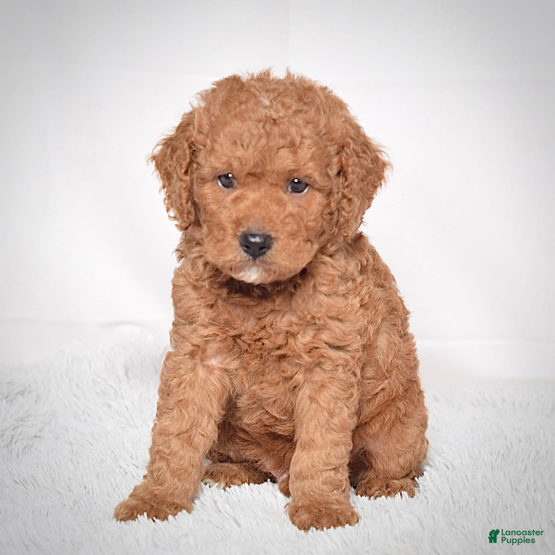 Mini Goldendoodle dogs for sale: Petite Scotty - Image 2