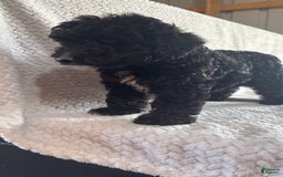 Mini Aussiedoodle dogs for sale: Hugo - Image 11