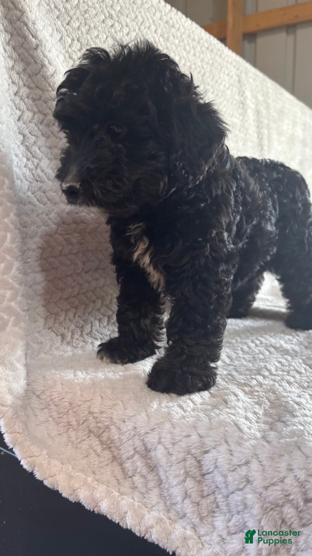 Mini Aussiedoodle dogs for sale: Hugo - Image 11