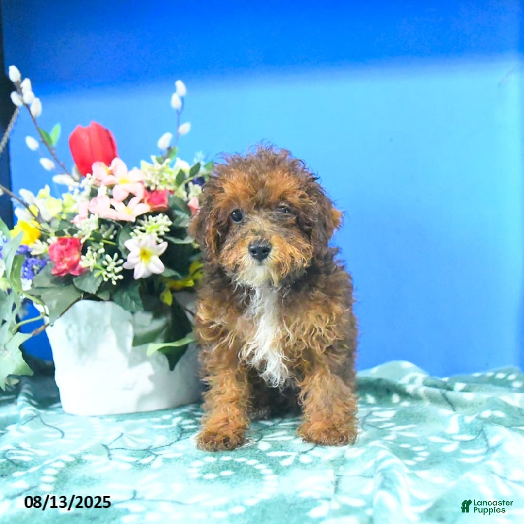 Toy Poodle dogs for sale: Kathy - Image 7