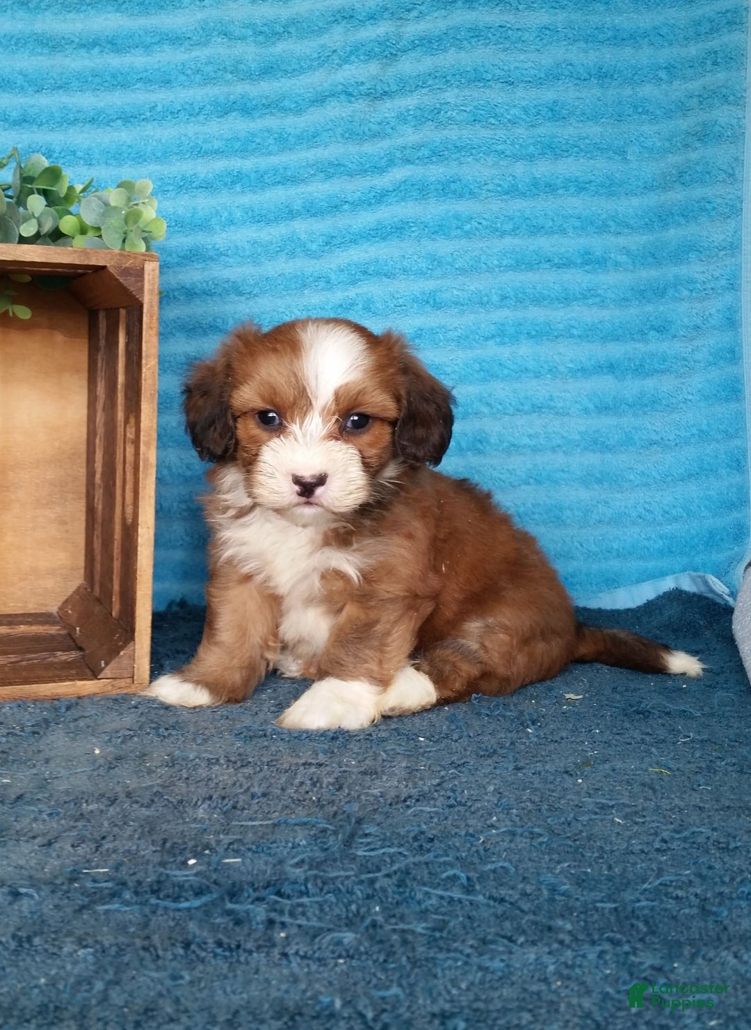 Havanese dogs for sale: Dylan - Image 1