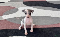 Italian Greyhound dogs for sale: Tina - Image 7