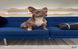 French Bulldog dogs for sale: Dj - Image 13