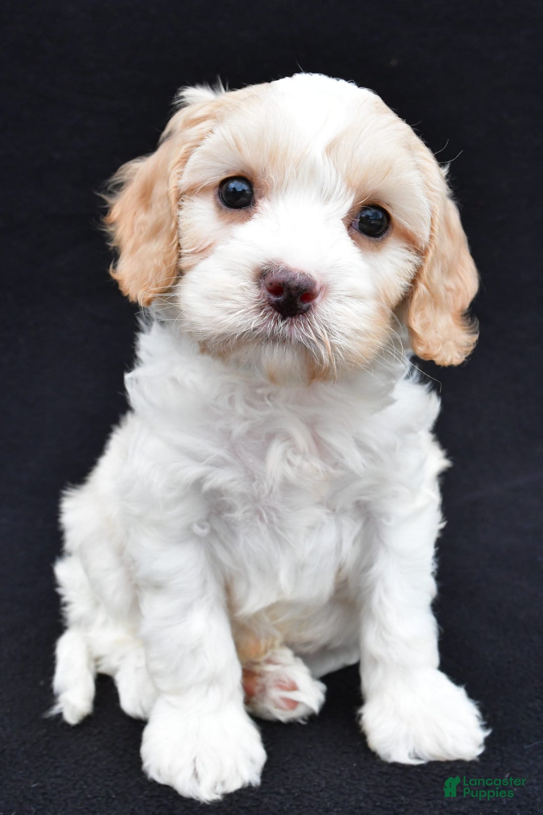 Cavapoo dogs for sale: Snickers - Image 4