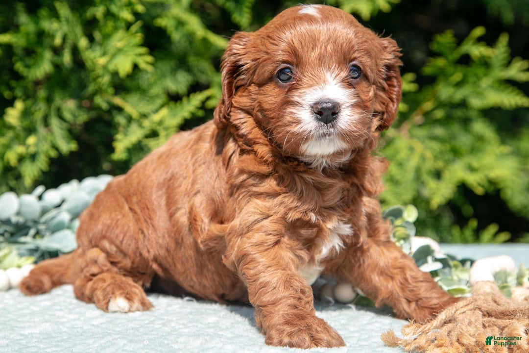Cavapoo dogs for sale: Cali - Image 2