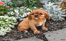 Cavalier King Charles Spaniel dogs for sale: Flossie - Image 15
