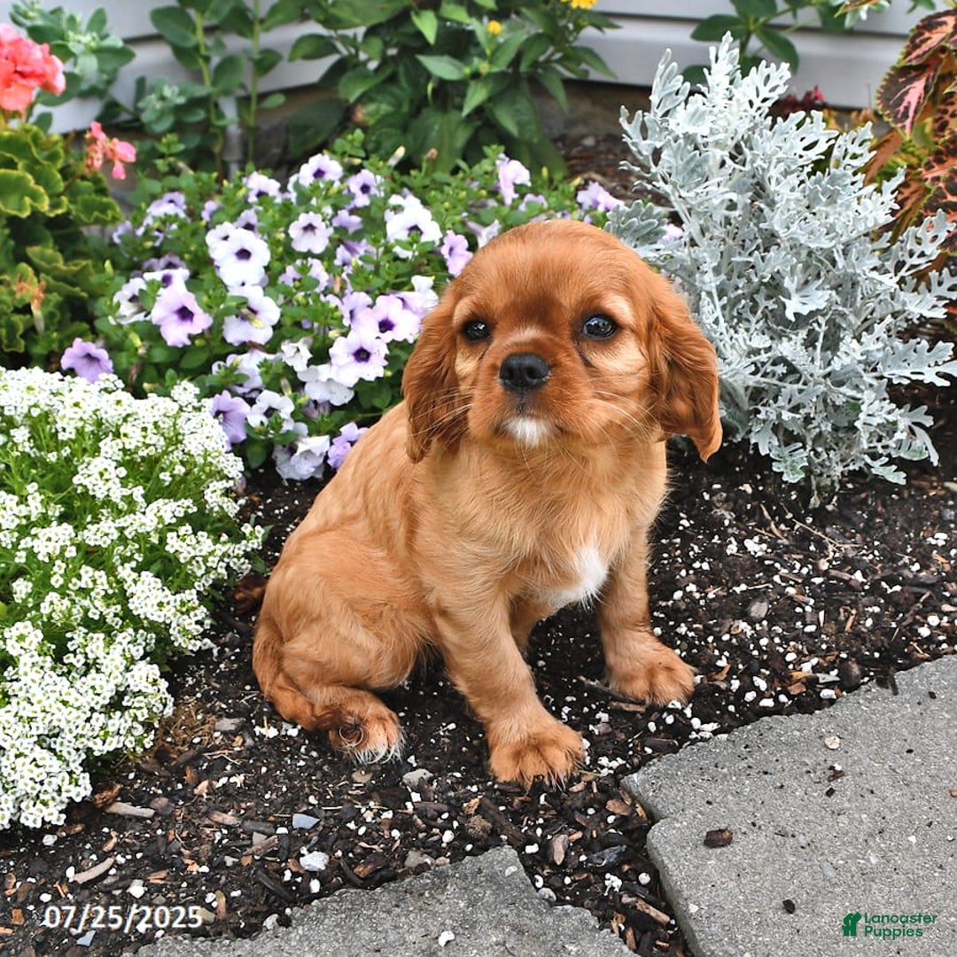 Cavalier King Charles Spaniel dogs for sale: Flossie - Image 15