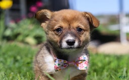 Welsh Corgi Pembroke dogs for sale: Daisy - Image 16
