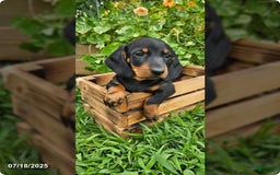 Dachshund dogs for sale: Max - Image 2