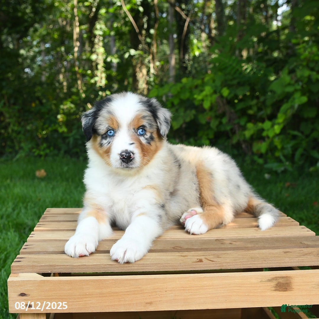Australian Shepherd dogs for sale: Alyssa - Image 2