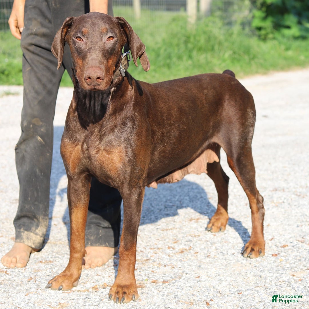 Doberman Pinscher dogs for sale: Rosie - Image 8
