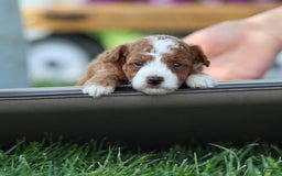 Toy Poodle dogs for sale: Dewey - Image 2
