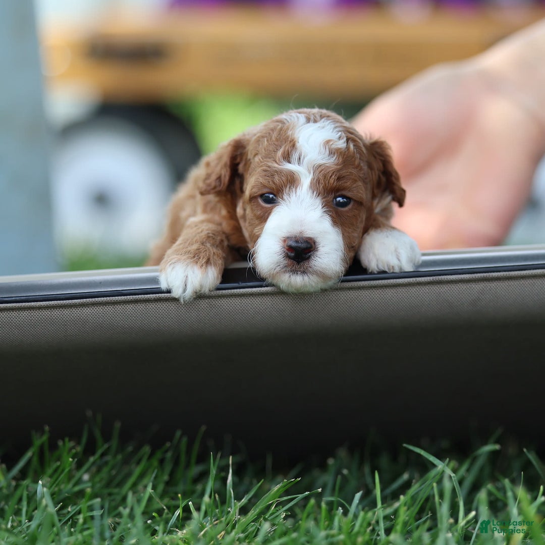 Toy Poodle dogs for sale: Dewey - Image 2