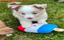 Australian Shepherd dogs for sale: Australian Shepherd 8 puppies - Image 6