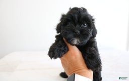 Shihpoo dogs for sale: Luna - Image 8