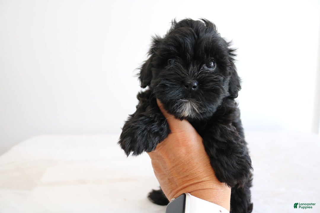 Shihpoo dogs for sale: Luna - Image 8