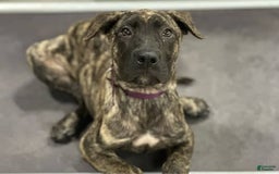 Presa Canario dogs for sale: Merlot - Image 2