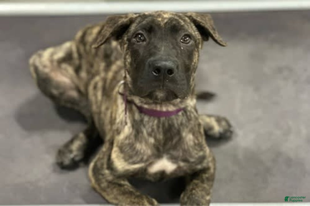 Presa Canario dogs for sale: Merlot - Image 2