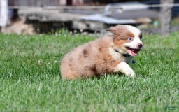 Miniature Australian Shepherd dogs for sale: Jasper - Image 2