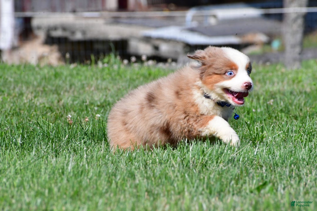 Miniature Australian Shepherd dogs for sale: Jasper - Image 2