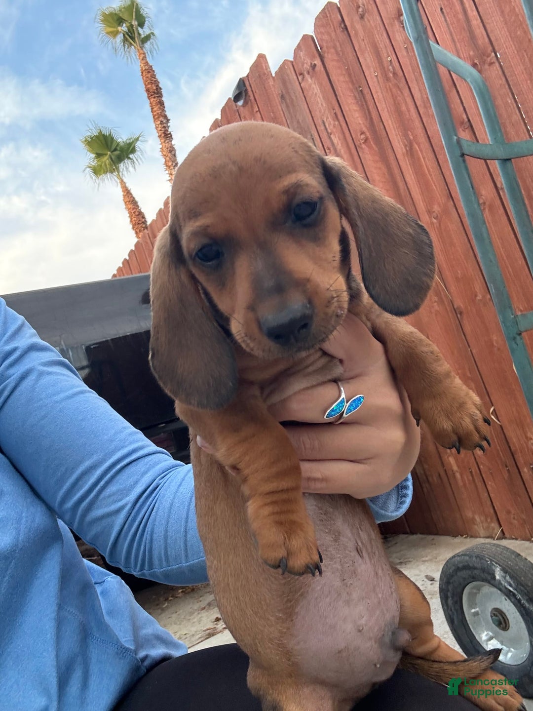 Miniature Dachshund dogs for sale: Twins - Image 20