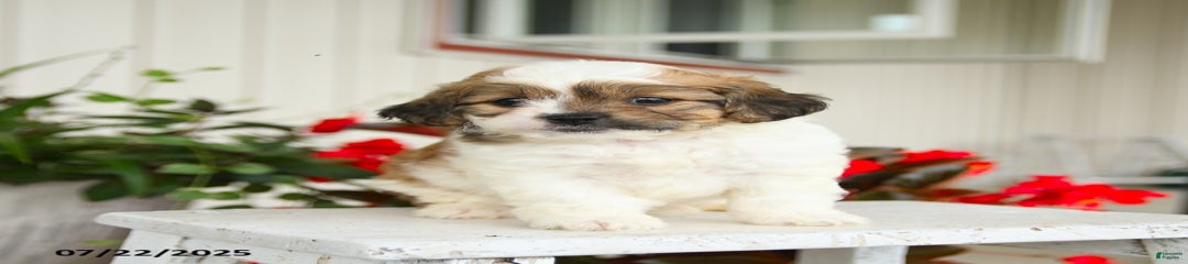 Graham