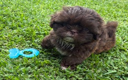 Shih Tzu dogs for sale: Kaylee - Image 11