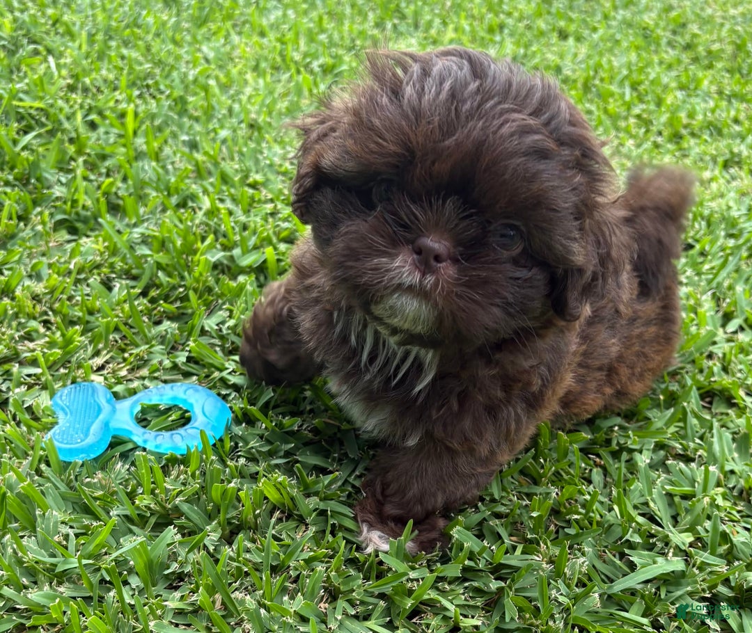 Shih Tzu dogs for sale: Kaylee - Image 11