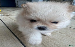 Pomeranian dogs for sale: Bunny - Image 9