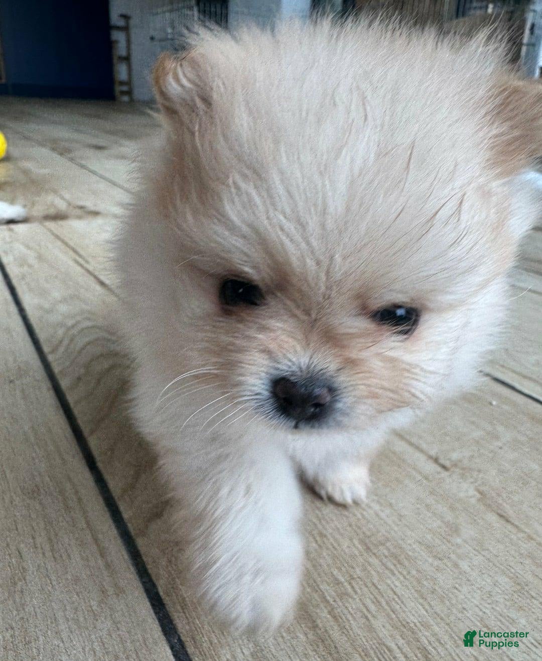 Pomeranian dogs for sale: Bunny - Image 9