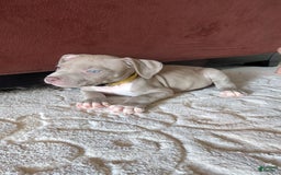 American Bully dogs for sale: Yellow Boy - Image 10