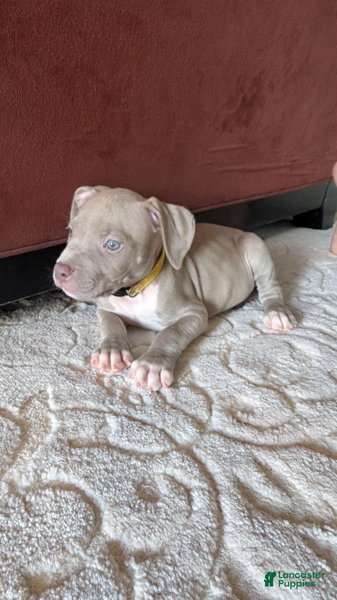 American Bully dogs for sale: Yellow Boy - Image 10